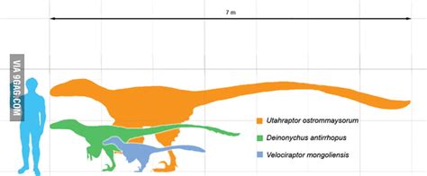 An actual size of a Velociraptor, not as big as you think. - 9GAG