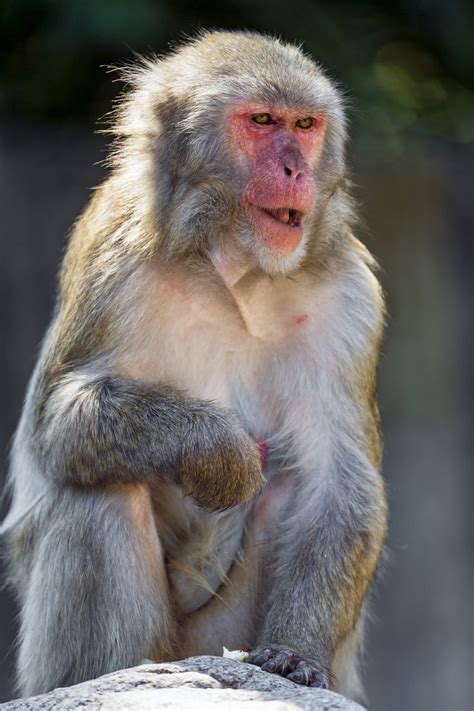 Sitting japanese macaque | Japanese macaque, Monkey species, Macaque