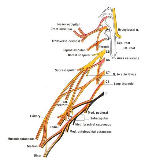 Simplified scheme of cervical and brachial plexuses, showing the distribution of nerve fibers in ...