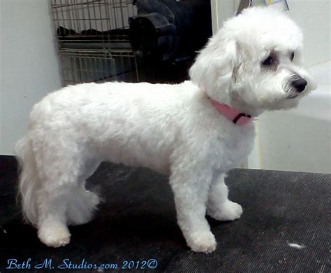 Pixie (Bichon) After Long Pet Style http://www.gooddogsspaandstudio.com ...