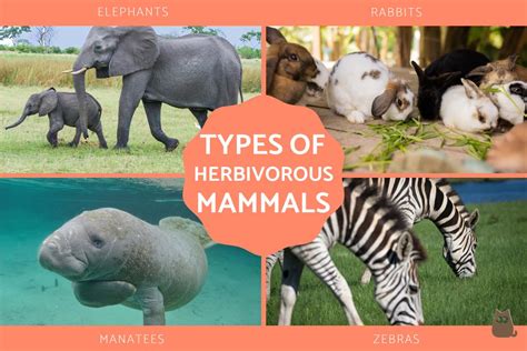 Herbivorous Mammals - Definition and Types With Examples