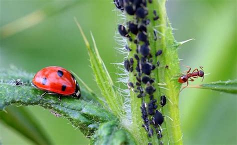 Biological Pest Control Is Becoming An Ever More Popular Choice