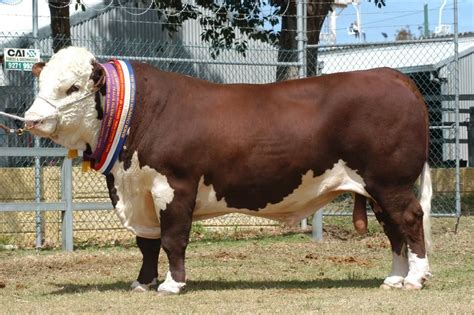 Champion Polled Hereford Bull. | Cattle ranching, Cattle farming ...