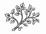 Incredible Tree Branch Coloring  Page sketch template