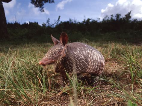 Armadillo Day is Texas' Response to Punxsutawney Phil