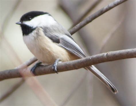 Things with Wings: Massachusetts State Bird