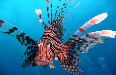 10 Amazing Great Barrier Reef Animals | Lion fish, Animals, Ocean creatures