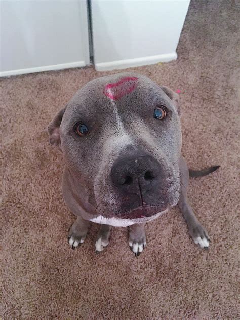 The only marks you should ever leave on your dog. Happy Valentine's day! #pitbulls Pitbull Mix ...