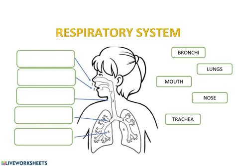 Respiratory system: online worksheet | Respiratory system, Respiratory system kids, Respiratory