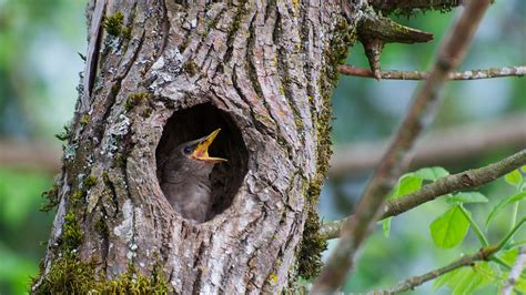 NW Bird Blog: European Starling - Nesting