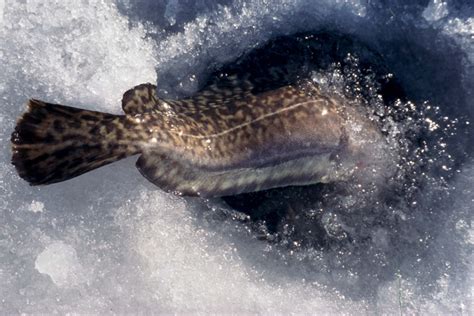 The Burbot Event - Fishing Article by The Fishin' Hole