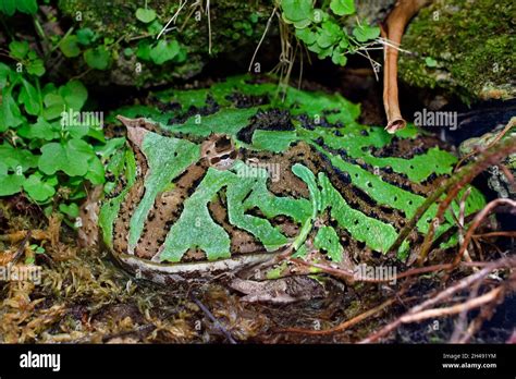 Cranwell's horned frog - Ceratophrys cranwelli Stock Photo - Alamy