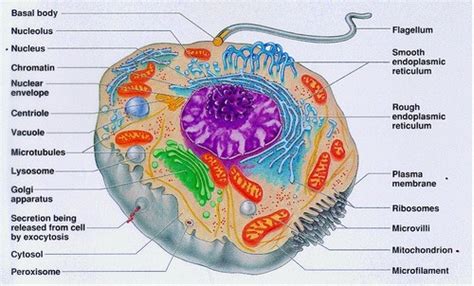 Cellular Level of Organization flashcards | Quizlet