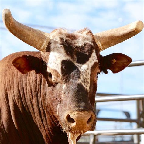 Pin on PBR WORLD CH. BUSHWACKER