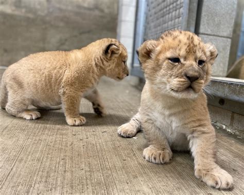 #LionWatch: The Three Lion Cubs Are All Male! | Lincoln Park Zoo