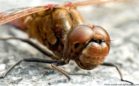 Interesting facts about dragonflies | Just Fun Facts