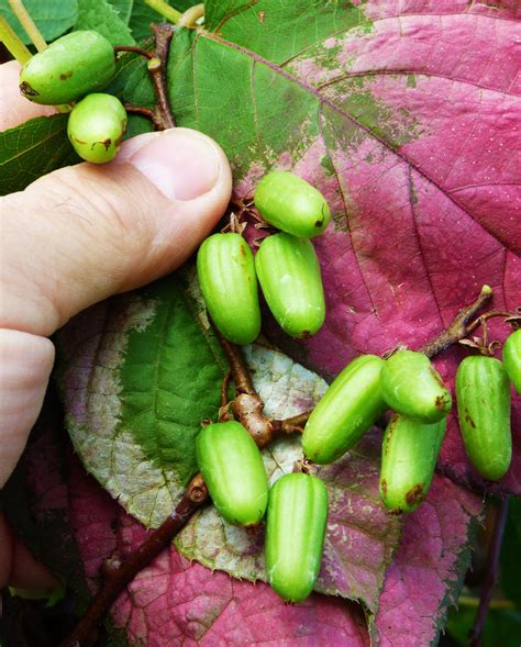 Variegated Kiwi / Actinidia kolomikta | Kiwi vine, Kiwi, Seeds