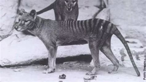 Remains of last-known Tasmanian Tiger discovered in museum cupboard ...