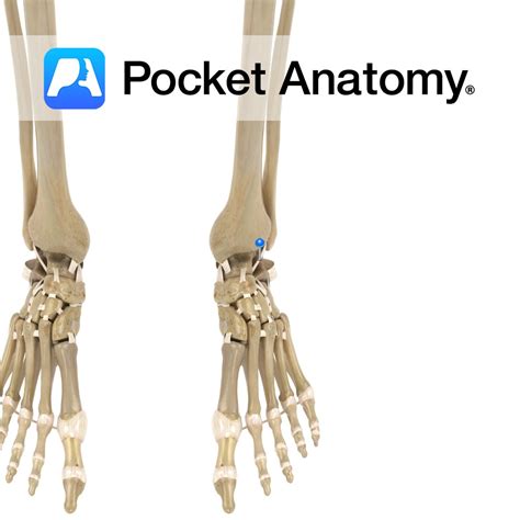 Lateral collateral ligament - anterior talofibular part - Pocket Anatomy