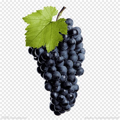 Of grapes, Common Grape Vine Wine Isabella graphy, Black grapes, food ...