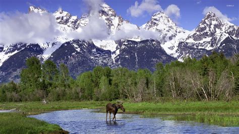 Moose in Grand Teton National Park wallpaper - Nature wallpapers - #52301