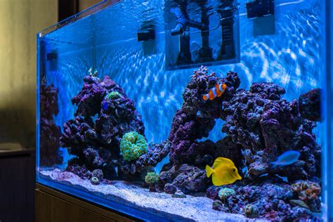 Best Saltwater Aquarium Fish: A Comprehensive Guide for Beginners