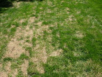 Tips for Recovering a Dormant Lawn