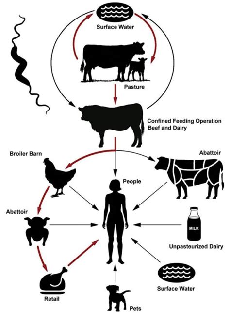 Clamping down on Campylobacter - Canadian Poultry MagazineCanadian Poultry Magazine