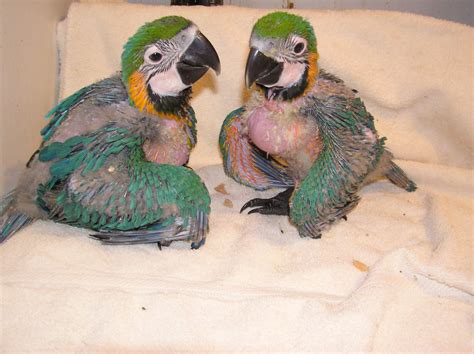 Raising Baby Parrots For Freeflight | Liberty Wings