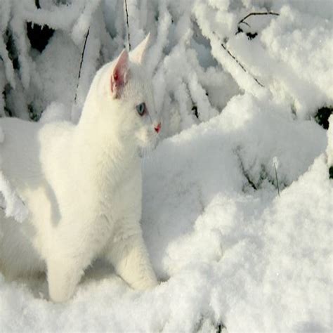 Cat Playing in Snow - Funny cats