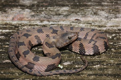 Brown Watersnake – Florida Snake ID Guide