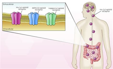 Opioid Analgesics - we know all about it: Opioid Analgesics : the ...