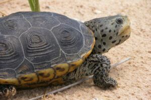 Diamondback Terrapin Care: A Detailed Guide for Beginners!