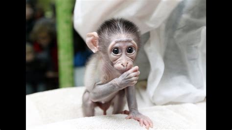 Funny Baby Monkey Images