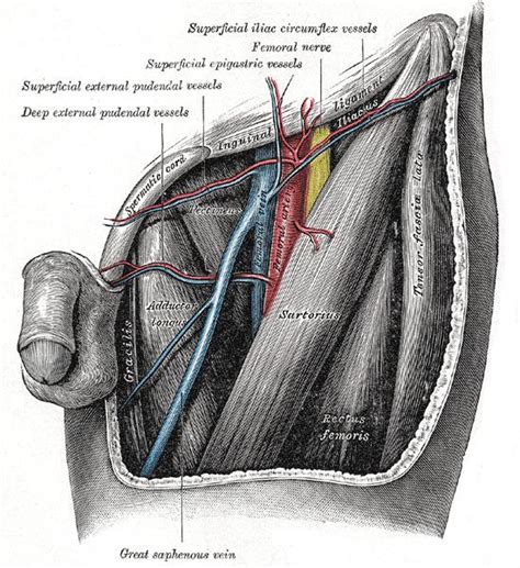 Superficial epigastric vein - Alchetron, the free social encyclopedia