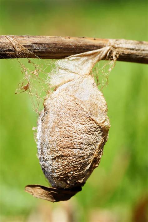 Cecropia moth cocoon. Very large cocoon, or chrysalis, of a saturnid ...