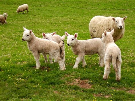 Sheep Free Photo Download | FreeImages