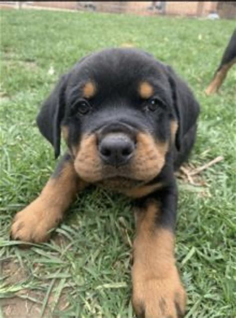 Male Rottweiler puppy for sale