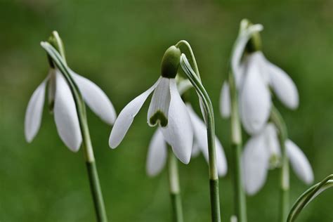 Flowers Snowdrops White - Free photo on Pixabay - Pixabay