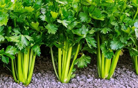 How Does Celery Grow - We have elaborated best suitable time by doing so, germination time will ...