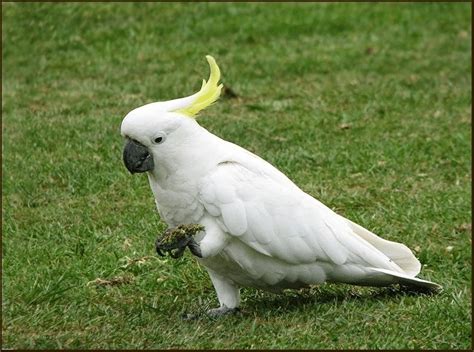 Gambar Burung Kakak Tua dan Berbagai Macam Jenisnya