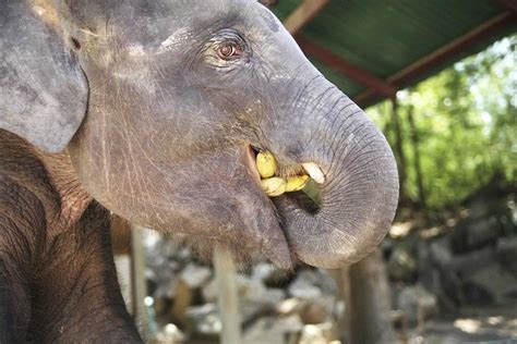 Elephants in Thailand - Ethical Elephant Sanctuaries in Thailand (2024)