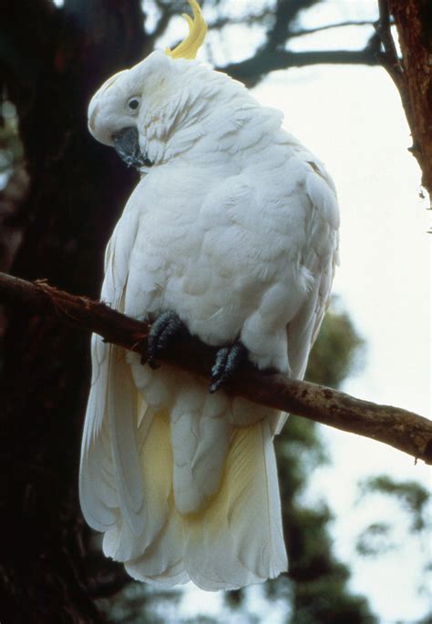 Sulphur Crested Cockatoo