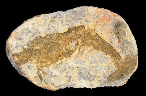 Triassic Fossil Shrimp From Madagascar (#5165) For Sale - FossilEra.com