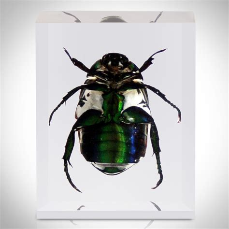 10 Insect Orders Collection + Display Case - CLEARANCE: Just For Fun - Touch of Modern