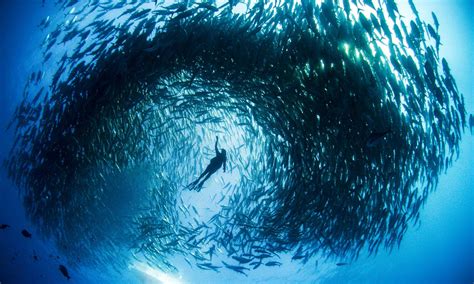 Images of Schools of Fish - Free The Ocean