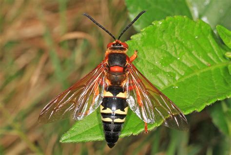 Eastern Cicada-killer Wasp (EwA Guide to the Insects and Spiders of the ...