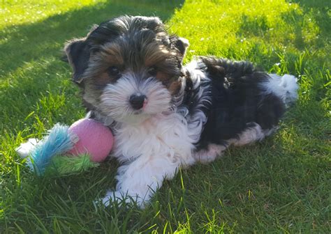 Free Images : grass, play, cute, vertebrate, out, miniature schnauzer ...