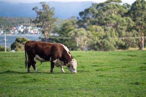 Premium Photo | Cows grazing at sunset on a farm