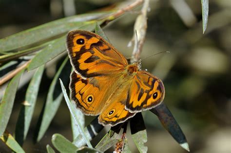 Common Brown Butterfly - ClimateWatch Australia- Citizen Science App